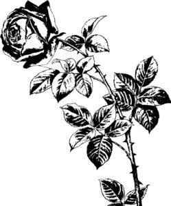 A line drawing of a rose on a stem with petals